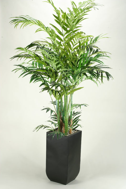 7' TRAVELLER PALM IN WHITE CEMENT PLANTER - D&W Silks