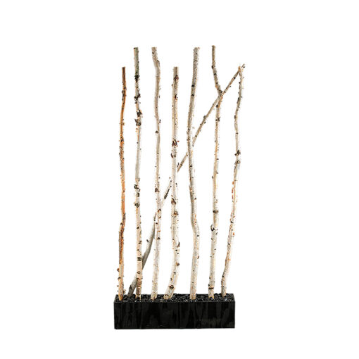 7' Birch Screen in Rectangle Planter - 111539