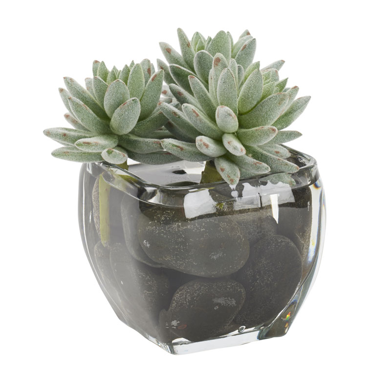 Flocked Agave in Glass Cube - 212018 - D&W Silks