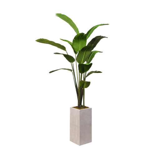 7' Traveler Palm in Medium Everett Planter - 321906