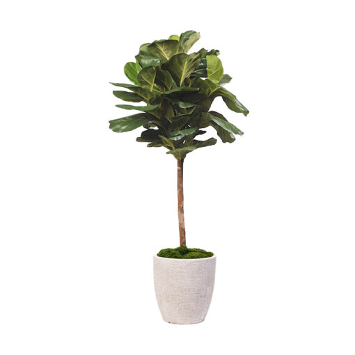 5.5' Fiddle Leaf Fig Tree in Large Hudson Planter - 321913