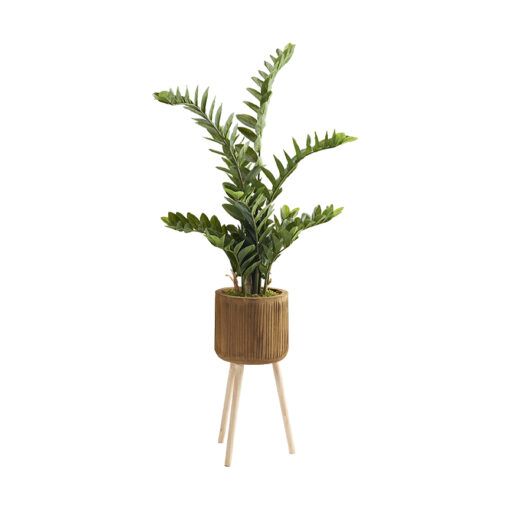 5' Zamiifolia Plant in Large Asher Planter with Legs - 322411