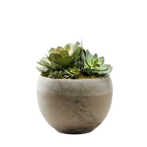 Assorted Echeverias in Round Brown Marble Planter - 225062