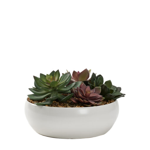 Assorted Echeverias in Small White Simple Low Bowl - 229004