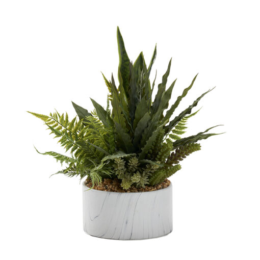 Assorted Succulents in Medium Cora Bowl - 229010