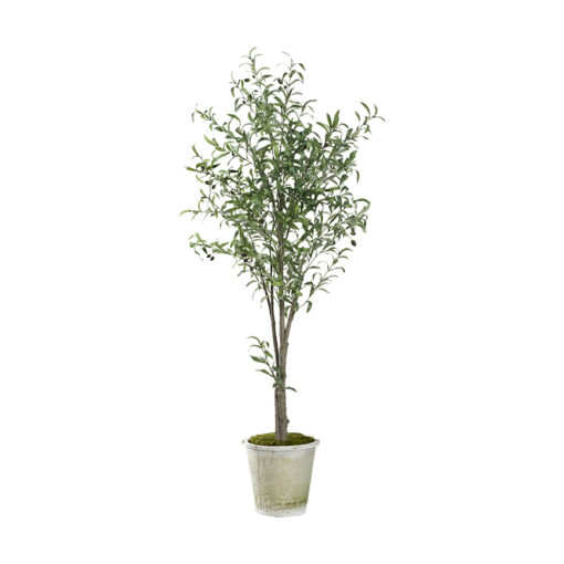 76" Olive Tree in White Stone Terracotta - 323002