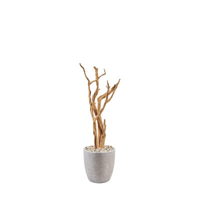 Ghostwood in Hudson Planter 5' - 322102