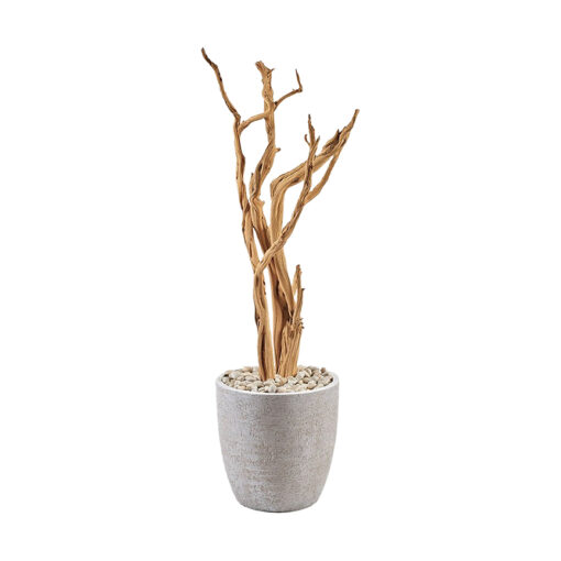 5' Ghostwood in Large Hudson Planter - 322102