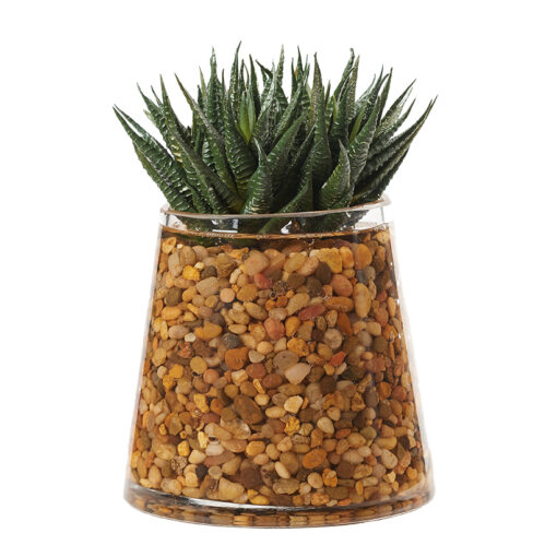 Aloe Plants in Taper Vase - 223004