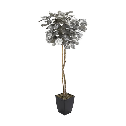 6' Silver Fiddle Leaf Fig in Small Black Cardinal Planter - 7224046