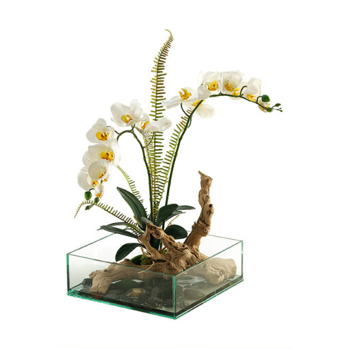 Cream Phael Orchids, Grapevine Root, and Foliage in Square Aquarium Glass - 141051