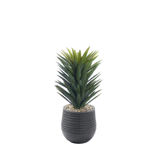 Small Agave Sisalana in Small Black Mariella Planter - 1028-3047