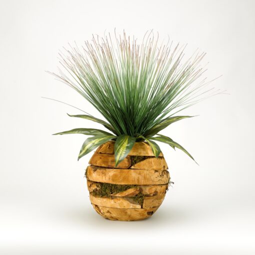 Onion Grass and Dracaena in Wooden Root Ball - 169083