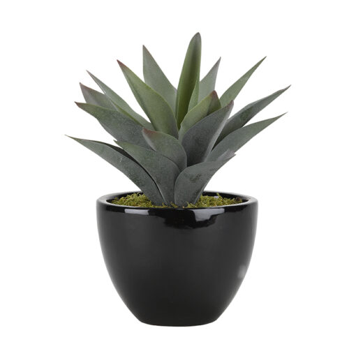 Aloe Plant in Small Taylor Planter - 175123