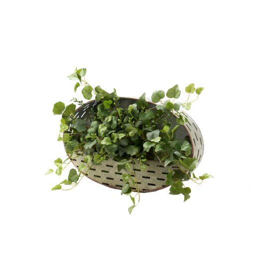 Ivy and Pittosporum in Oval Metal Wall Sconce - 184068