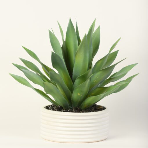 Large Succulent Plant in Armonica Bowl - 217068