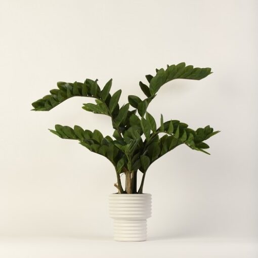 Zamiifolia in White Ribbed Vase - 217071