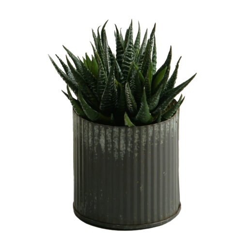 Mini Aloe in Small Harvest Vase - 154045-C