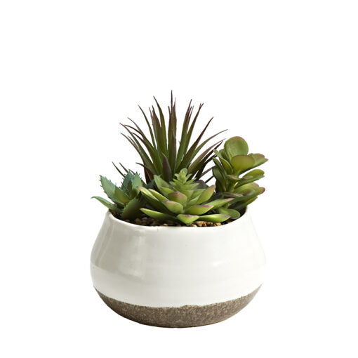 Assorted  in White Cermic Pot - 231145