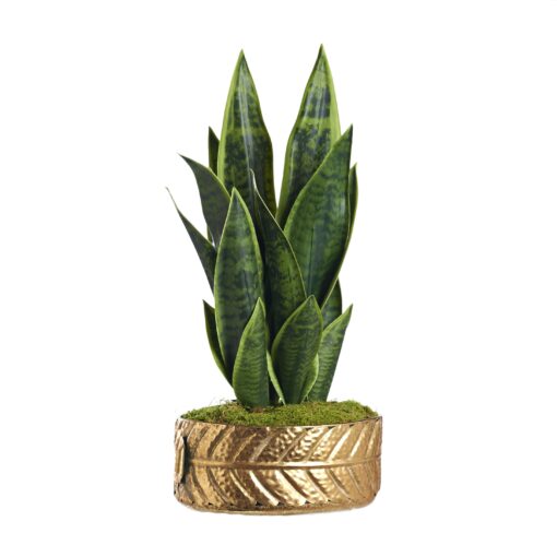 Sansevierias in Gold Leaf Planter - 234019