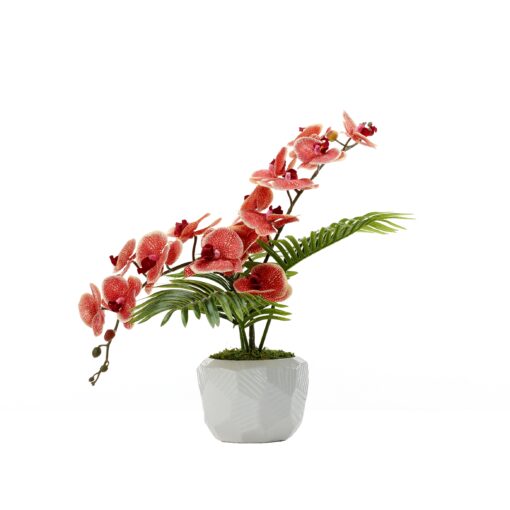 Red/Cream Phael Orchids and Palms in White Ceramic Planter - 246006