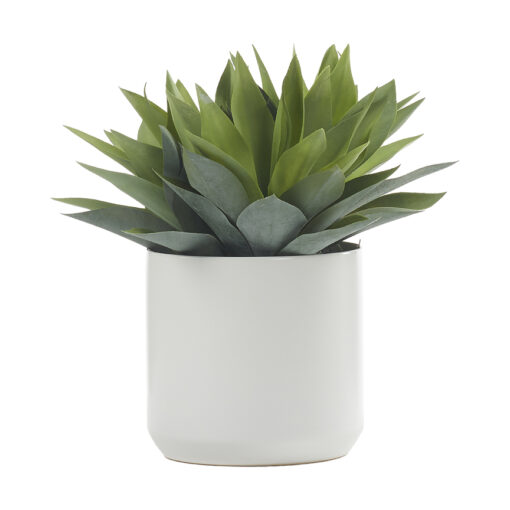 Aloe Plant in White Kendall Pot - 246017