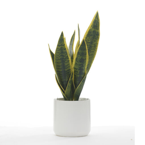 Snake Plant in White Kendall Pot – 246020|D&W Silks