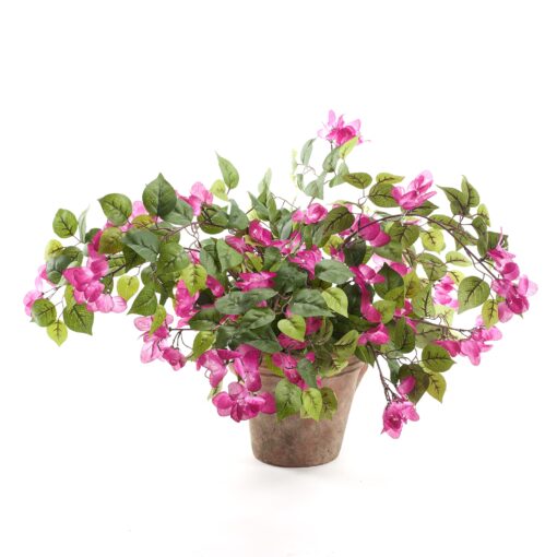 Bougainvillea in Dwell Planter - 246032