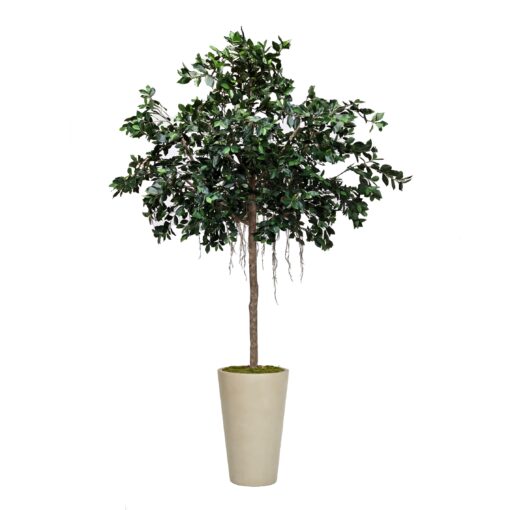 Compact Ficus Tree in Tall Round Resin Planter - 317717