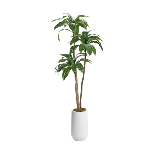 6' Birdnest Palm in White Clay Planter - 320926-2532