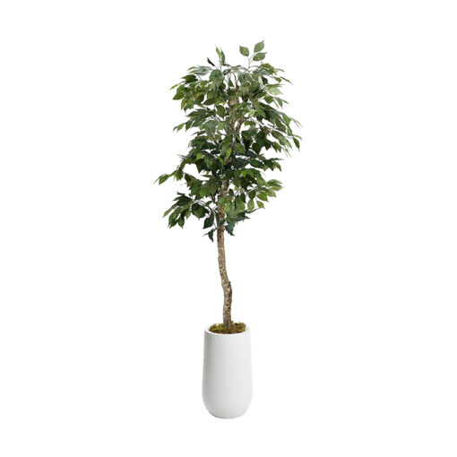 6' Green Ficus Tree in White Clay Planter - 320927-2532