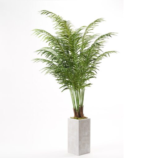 Areca Palm in White Textured Planter - 321810