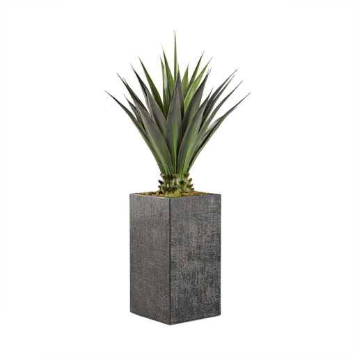 5.5' Agave Plant in Tall Square Black Textured Planter - 321896