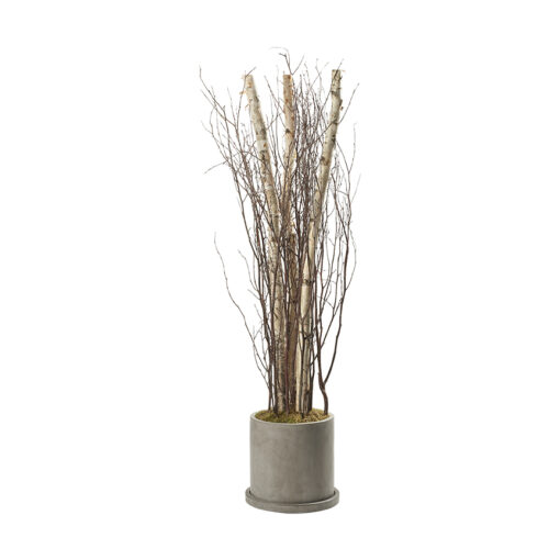 7' Birch Poles and Tops in Large Marta Planter - 322701