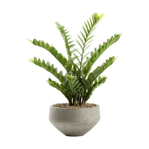 40" Zamifolia Bush in Grey Newport Bowl - 322702