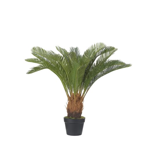 Sago Cycas Palm in Black Nursery Pot - TL1027