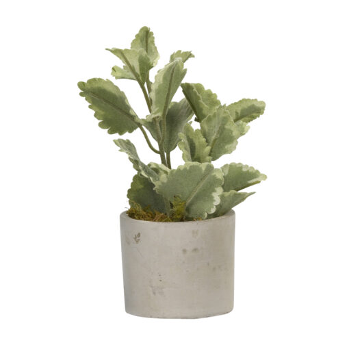 Variegated Mint in Devon Vase - 179009-B