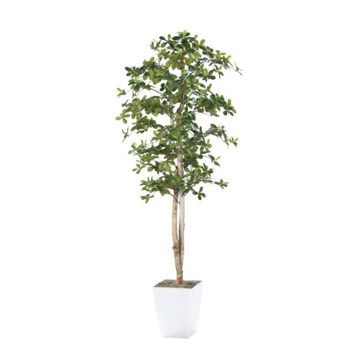 7' Black Olive Tree in White Plastic Planter - 323846