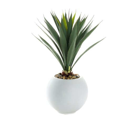 Yucca in White Porter Planter - 249015