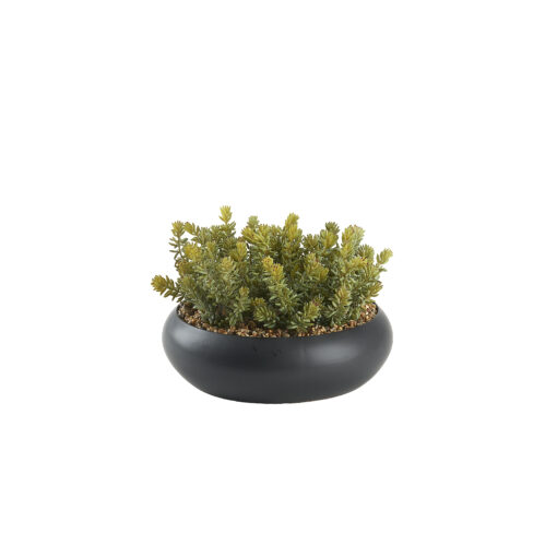 Flocked Succulents in Black Simply Low Bowl - 249022