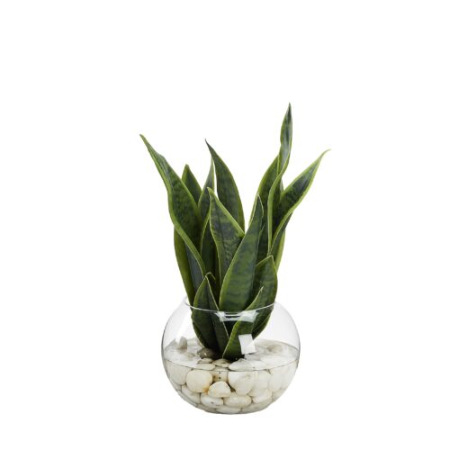 Snake Plant in Small Bubble Bowl - 249027