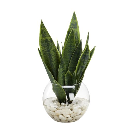 Snake Plant in Large Bubble Bowl - 249028