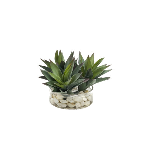 Aloe Plants in Glass Bowl - 249029