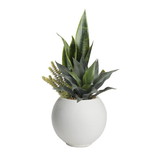 Assorted Succulents in White Porter Planter - 249042