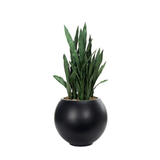 Snake Plant in Black Porter Planter - 324922