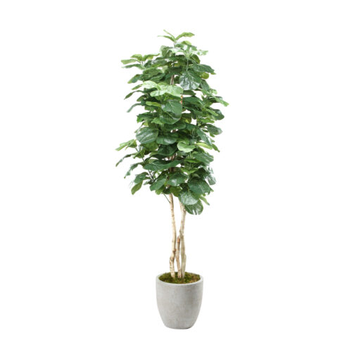 8' Fiddle Leaf Fig Tree in White Hudson Planter - 320942-2818