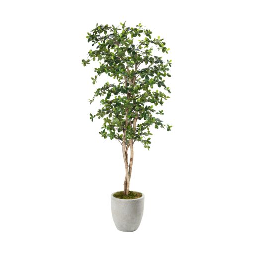 8' Black Olive Tree in White Hudson Planter - 323844-2818