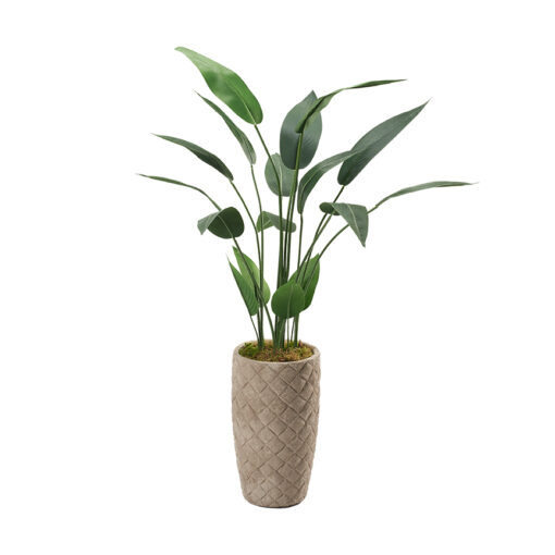 5' Traveler Palm in Small Plait Planter - 321855