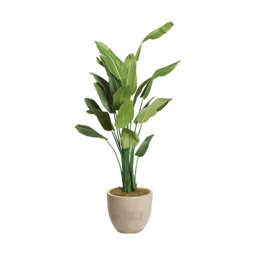 9' Traveler Palm in Large Grove Planter - 321882