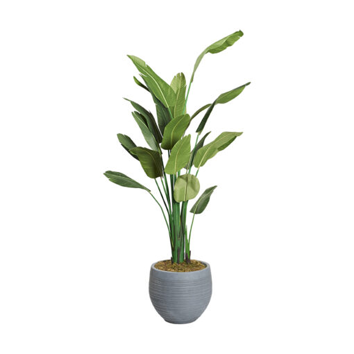 9' Traveler Palm in Large Riband Planter - 321883